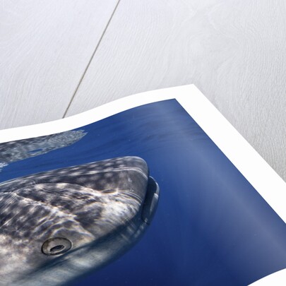 Whale shark (Rhincodon typus) by Anonymous