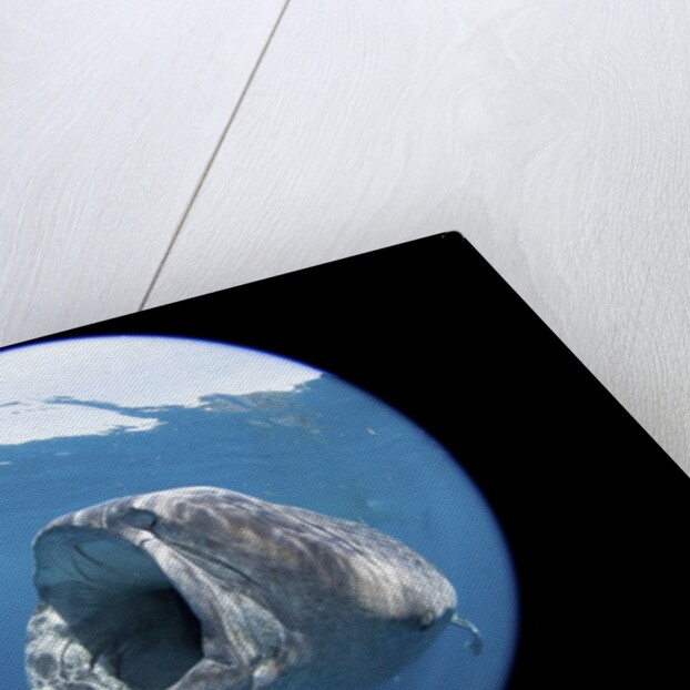 Whale shark (Rhincodon typus) by Anonymous