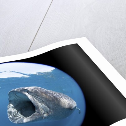 Whale shark (Rhincodon typus) by Anonymous