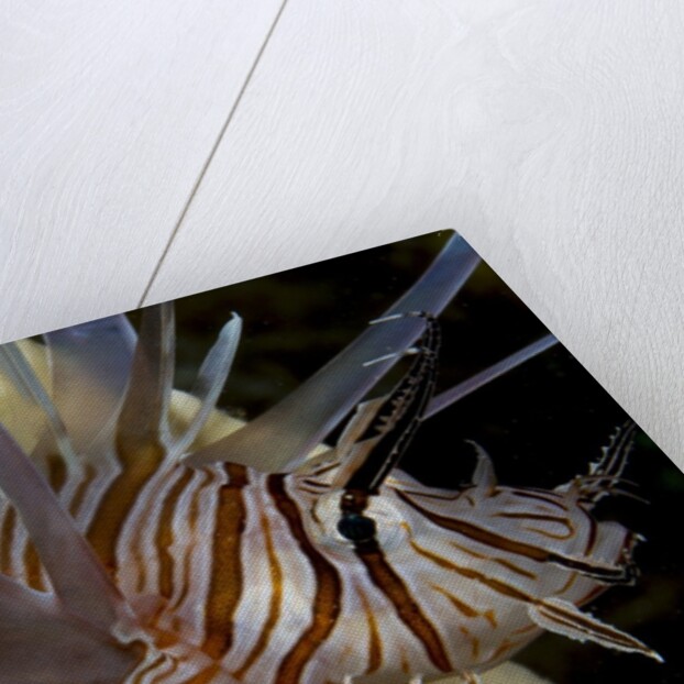 Close-up of Red lionfish (Pterois volitans) by Anonymous