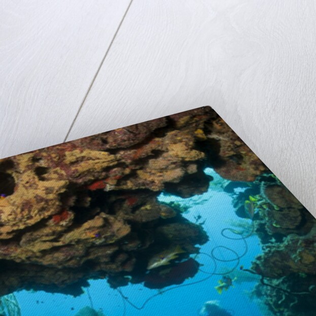 Diver seen through opening in coral reef by Anonymous