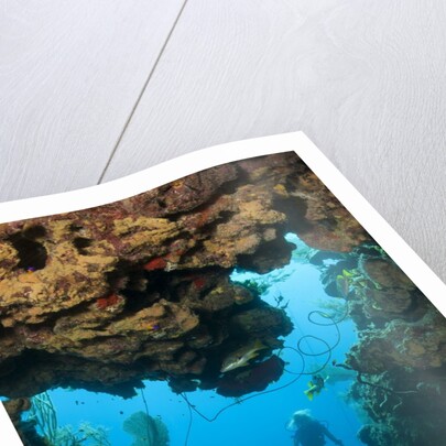 Diver seen through opening in coral reef by Anonymous