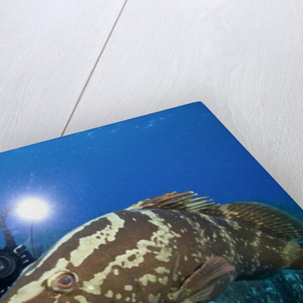 Photographer and Nassau Grouper by Anonymous