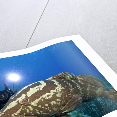 Photographer and Nassau Grouper by Anonymous