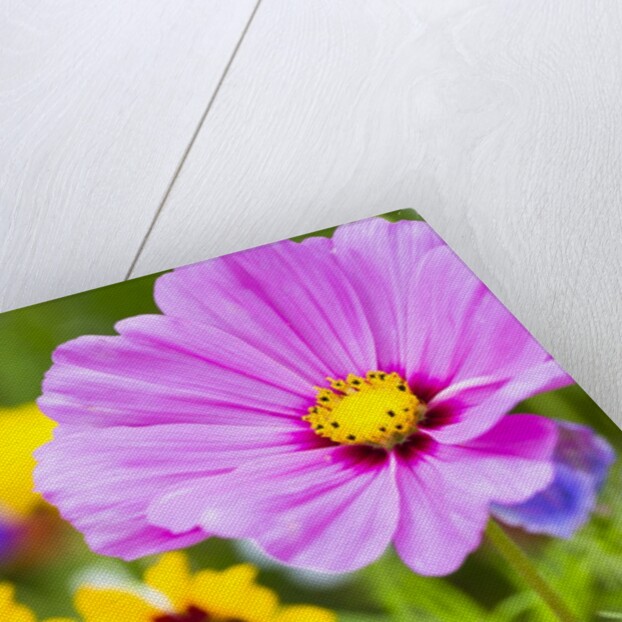 Wildflowers by Anonymous