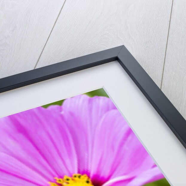 Wildflowers by Anonymous