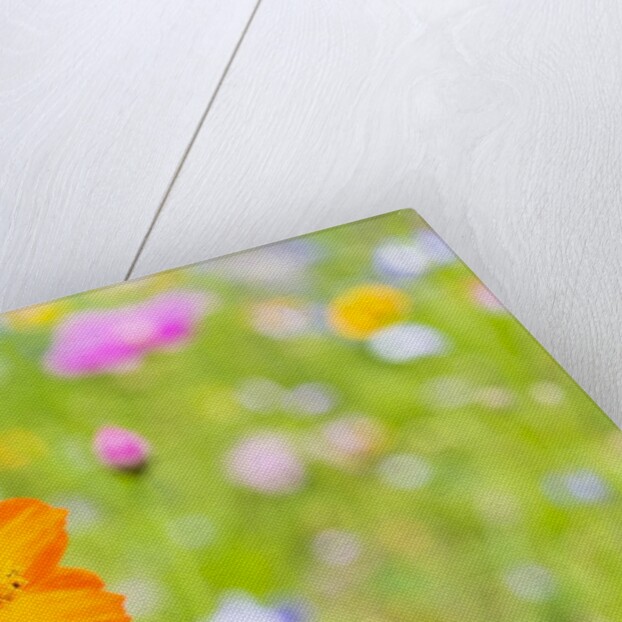 Wildflowers by Anonymous