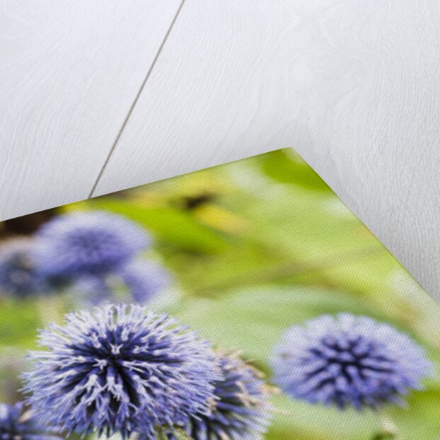 Flowering garden by Anonymous