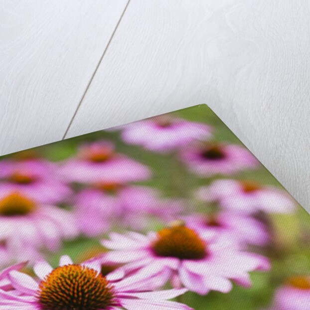 Flowering garden by Anonymous