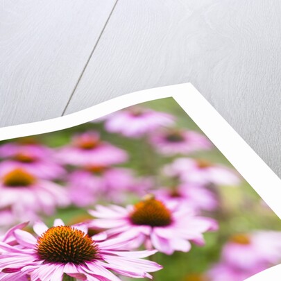 Flowering garden by Anonymous