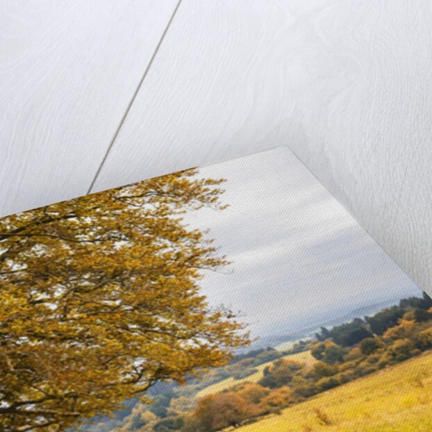 Beech tree in atumn by Anonymous