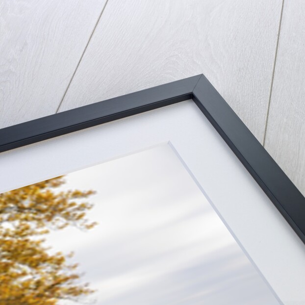 Beech tree in atumn by Anonymous