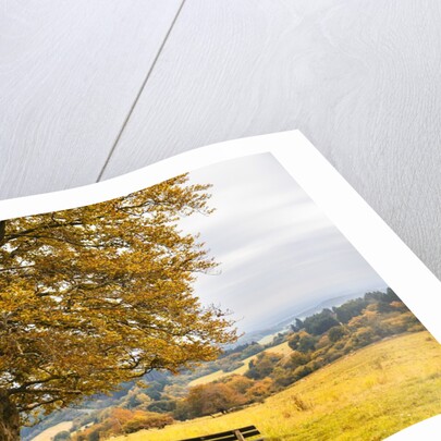 Beech tree in atumn by Anonymous