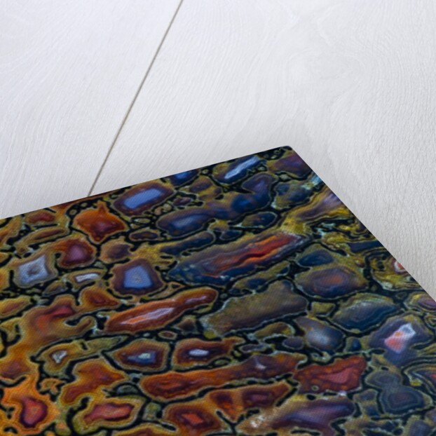 Colorful Petrified Dino Bone by Anonymous