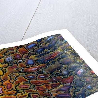 Colorful Petrified Dino Bone by Anonymous