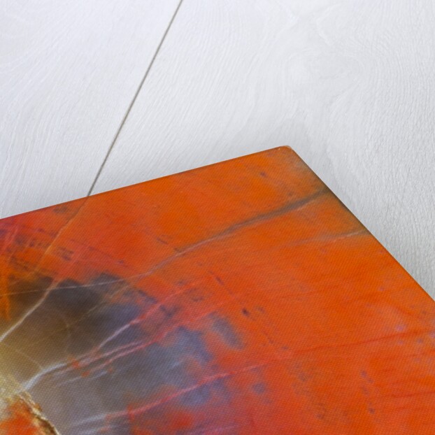 Colorful Petrified Wood by Anonymous