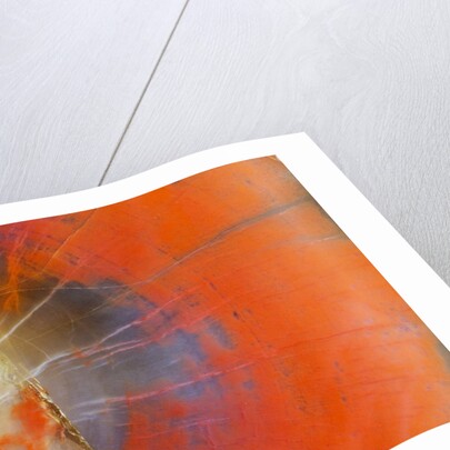 Colorful Petrified Wood by Anonymous