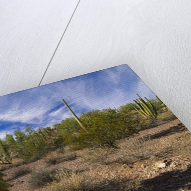 Cactus, Sonoran Desert, Organ Pipe Cactus National Park, Arizona, USA by Anonymous