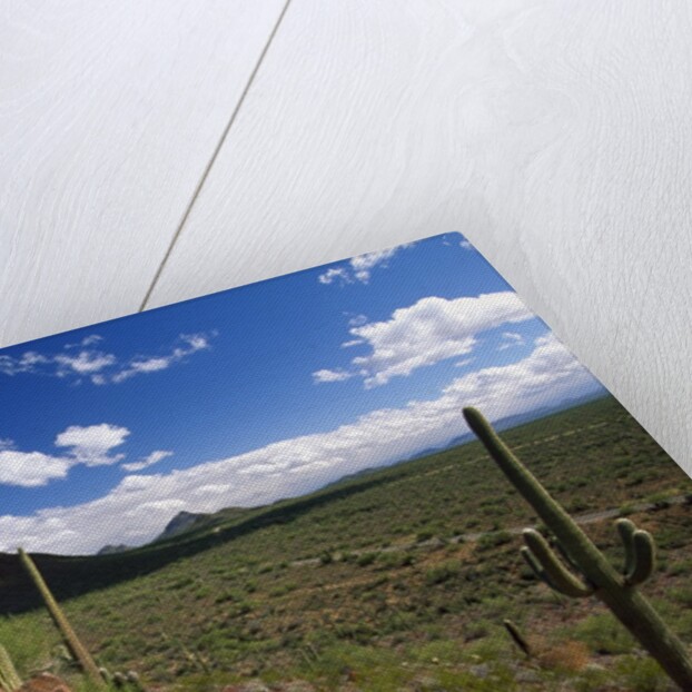 Landscape, Saguaro National Park, Arizona, USA by Anonymous