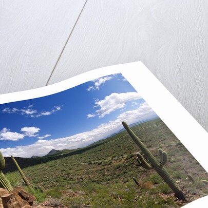 Landscape, Saguaro National Park, Arizona, USA by Anonymous
