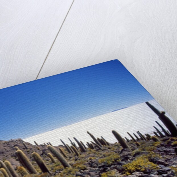 Salar de Uyuni and Cactuses in Isla de Pescado, Bolivia by Anonymous