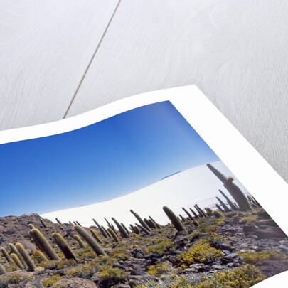Salar de Uyuni and Cactuses in Isla de Pescado, Bolivia by Anonymous
