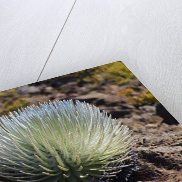 Silversword at Haleakala National Park, Maui, Hawaii by Anonymous