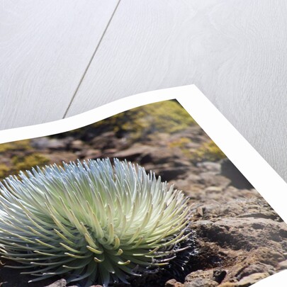 Silversword at Haleakala National Park, Maui, Hawaii by Anonymous