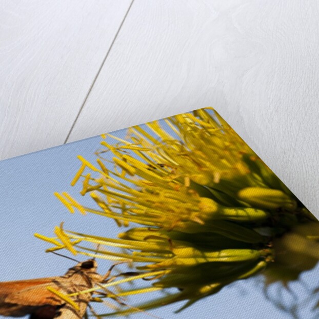 Hummingbird Hawk Moth, Baja, Mexico by Anonymous