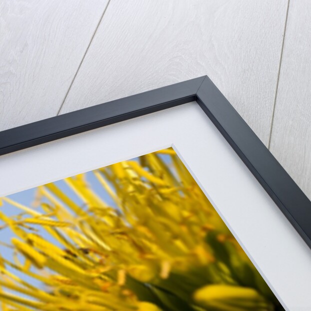 Hummingbird Hawk Moth, Baja, Mexico by Anonymous