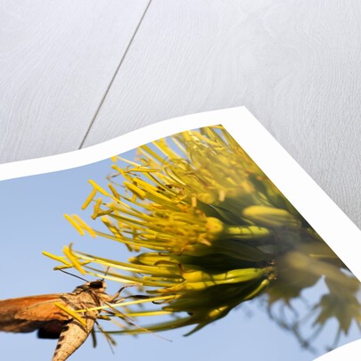 Hummingbird Hawk Moth, Baja, Mexico by Anonymous