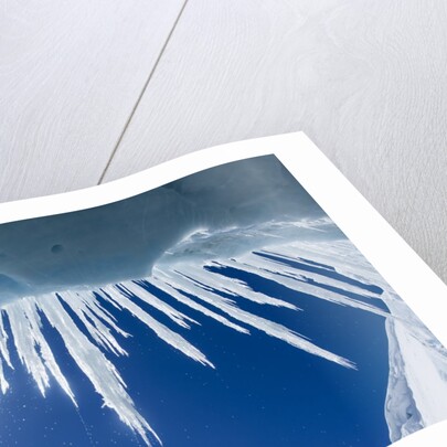 Icicles in Glacier Snow Cave, Antarctic Peninsula by Anonymous