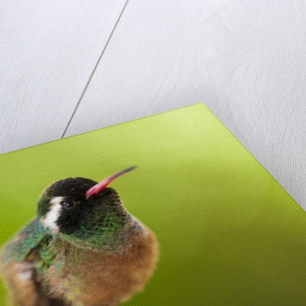 Xantus Hummingbird, Baja, Mexico by Anonymous