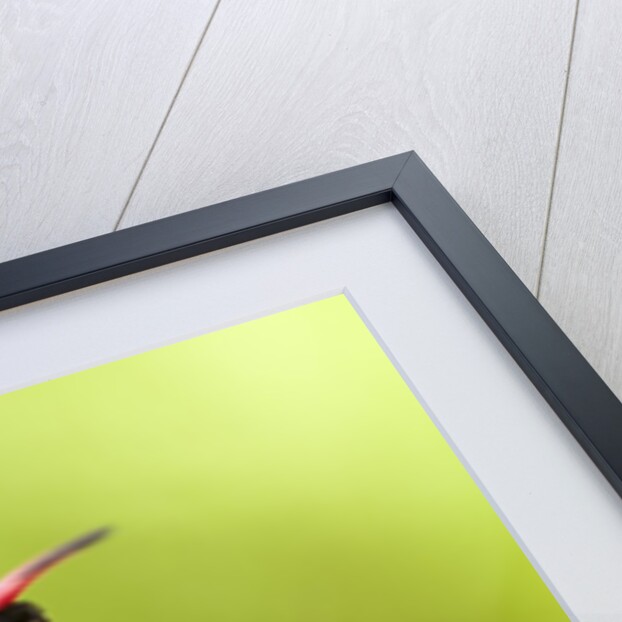 Xantus Hummingbird, Baja, Mexico by Anonymous