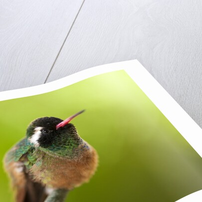 Xantus Hummingbird, Baja, Mexico by Anonymous