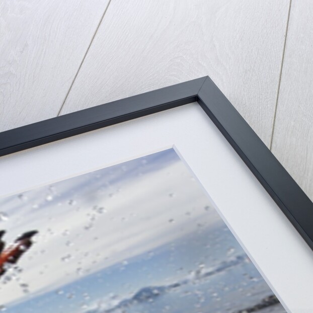 Leaping Gentoo Penguin, Antarctica by Anonymous