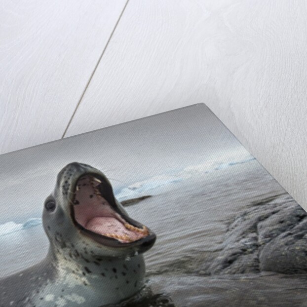 Leopard Seal Hunting, Antarctica by Anonymous