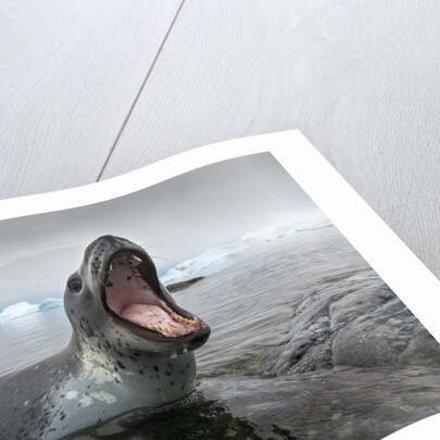 Leopard Seal Hunting, Antarctica by Anonymous