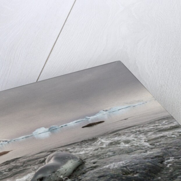 Leopard Seal Hunting, Antarctica by Anonymous