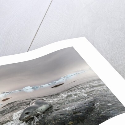 Leopard Seal Hunting, Antarctica by Anonymous