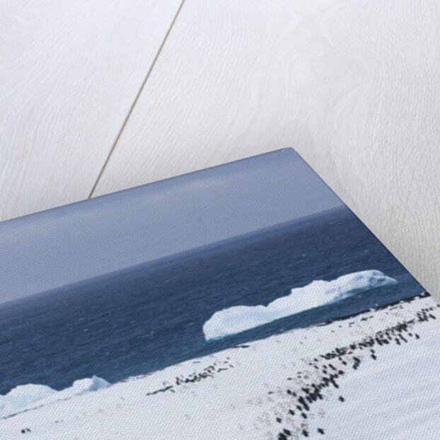 Chinstrap Penguins in Snow, Deception Island, Antarctica by Anonymous