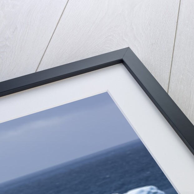 Chinstrap Penguins in Snow, Deception Island, Antarctica by Anonymous