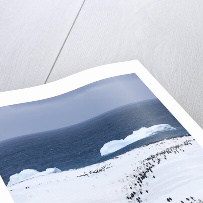 Chinstrap Penguins in Snow, Deception Island, Antarctica by Anonymous