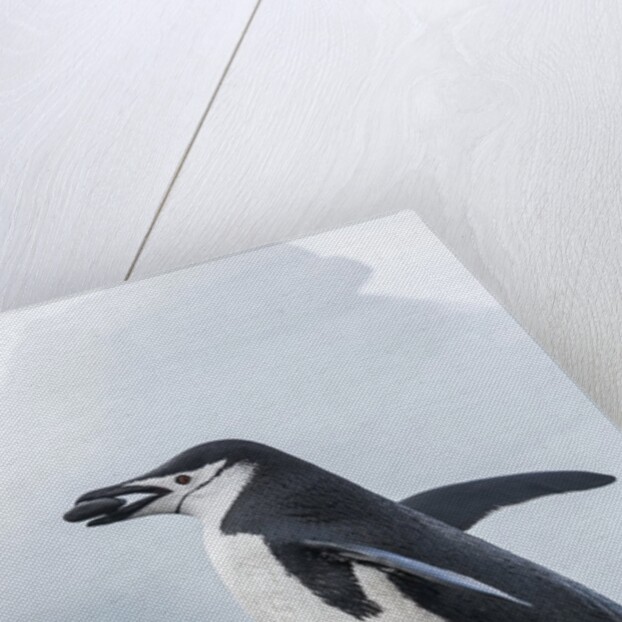 Chinstrap Penguins with Rock, Deception Island, Antarctica by Anonymous