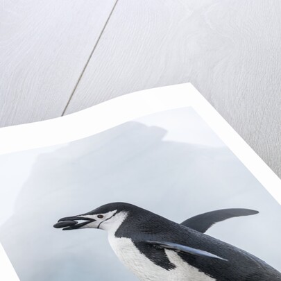 Chinstrap Penguins with Rock, Deception Island, Antarctica by Anonymous