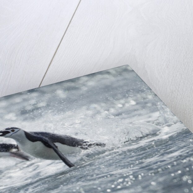 Airborne Chinstrap Penguins, Deception Island, Antarctica by Anonymous