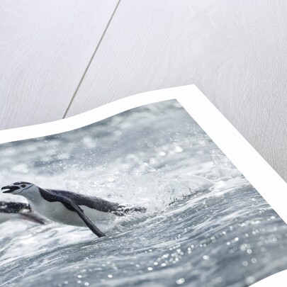 Airborne Chinstrap Penguins, Deception Island, Antarctica by Anonymous
