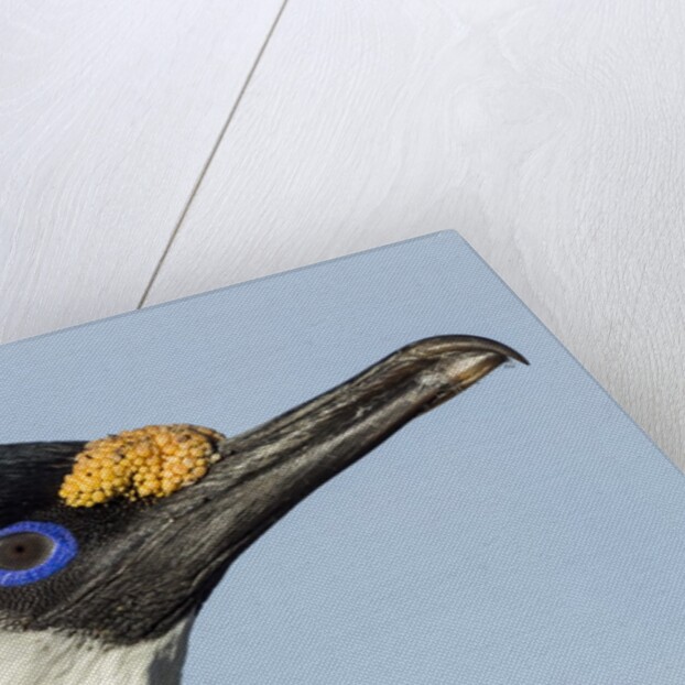 Blue-eyed Shag, Petermann Island, Antarctica by Anonymous