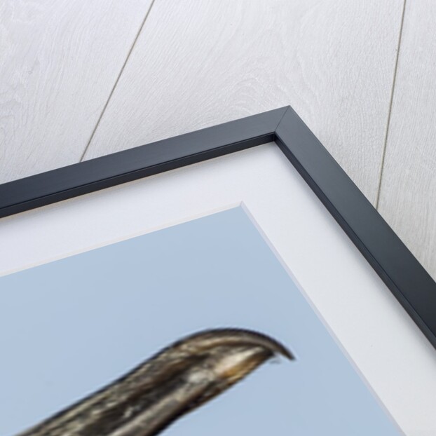 Blue-eyed Shag, Petermann Island, Antarctica by Anonymous