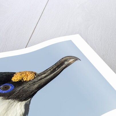 Blue-eyed Shag, Petermann Island, Antarctica by Anonymous